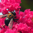 Carpenter Bee on Crape Myrtle