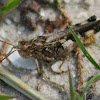 Marbled Grasshopper