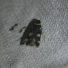 Four-spotted Yellowneck Moth