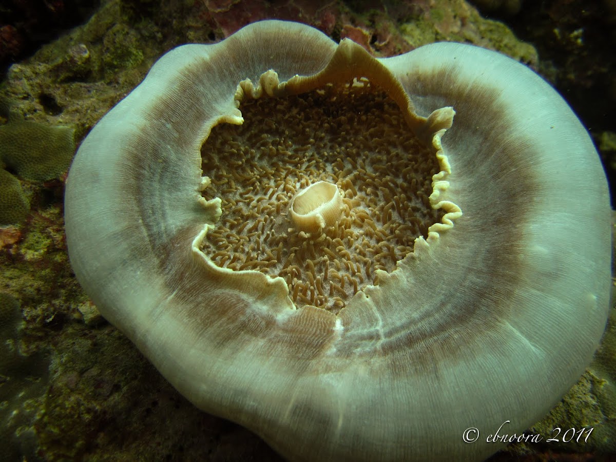 Giant Cup Mushroom Coral