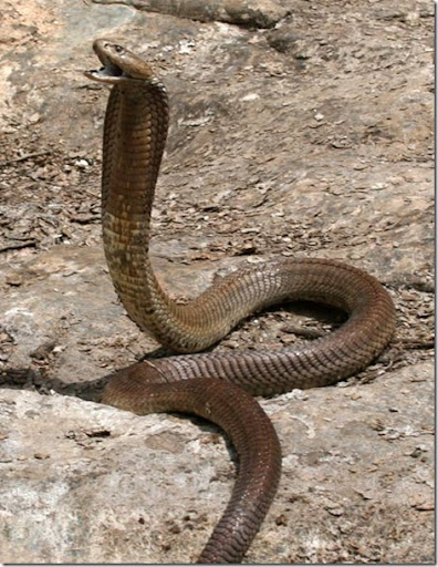 longest+spitting+cobra+naja+ashei+picture%5B5%5D