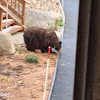 California black bear