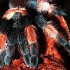 Mexican Red Leg Tarantula