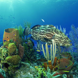 Fish Jigsaw Puzzles poster 7