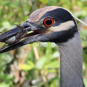 Juvenile Yellow-Crowned Night Heron with Crab by Sandra Blair - Animals Birds