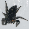 Bold jumping spider (guarding nest)
