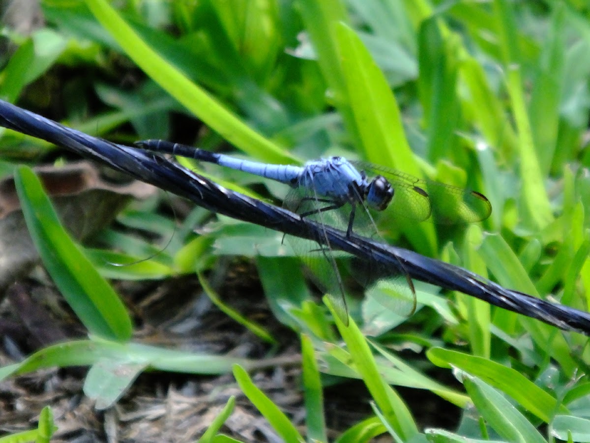 Eastern Blacktail dragonfly
