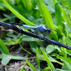 Eastern Blacktail dragonfly
