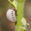 Milkweed leaf beetle (larva)