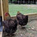 Brown-laced Wyandottes