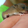 Marsh Rice Rat (juvenile)