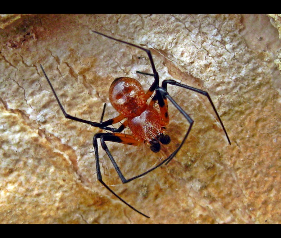 spider~male