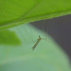 Limoniid Crane Fly