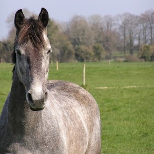 Good Horsemanship 1.4