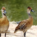 west indian whistling-duck