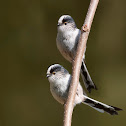 Long-tailed Tits