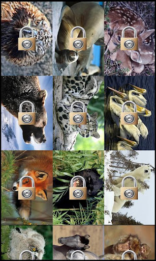 Wild animals Puzzle Jupe