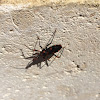 Red Tiger Assassin Bug