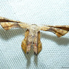 Scoop Wing Moth