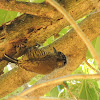 White-Barred Piculet