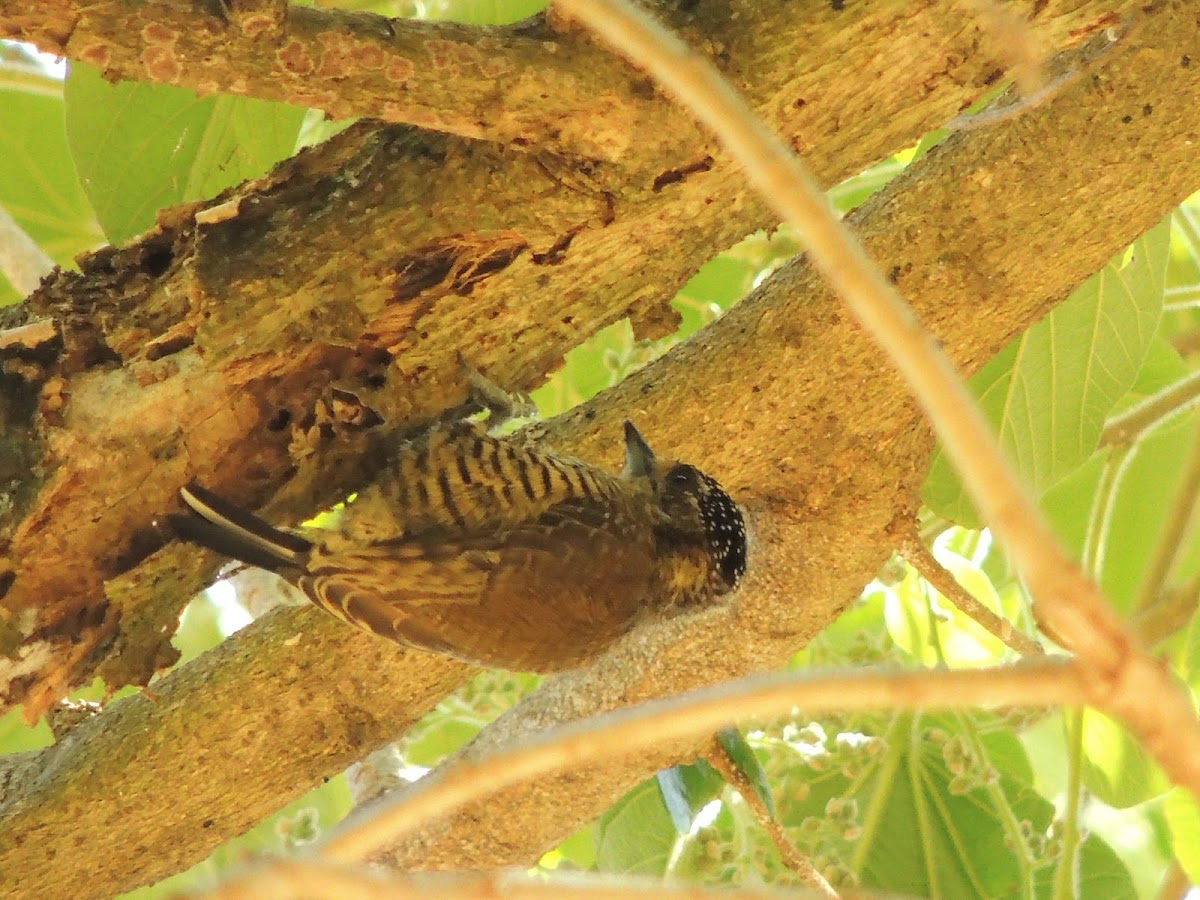 White-Barred Piculet