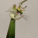female forktail and crab spider