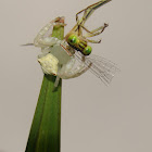 female forktail and crab spider