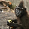 Crested-black macaque