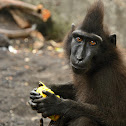 Crested-black macaque