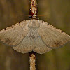 Moon-lined moth
