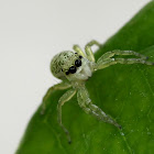white jump spider