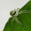 white jump spider