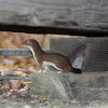 stoat, ermine or short-tailed weasel