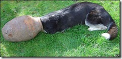 _42632651_dog_416