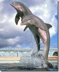 dolphins