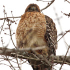 Red-shouldered hawk