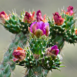 Cactus Flower by Steven Aicinena -  