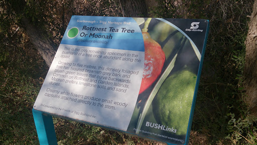 Rottnest Tea Tree
