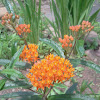 Butterfly Weed