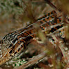 Red-tailed Spiny-footed Lizard