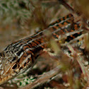 Red-tailed Spiny-footed Lizard