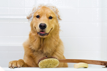 5 tips on grooming your dog