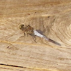 White-Tailed Skimmer