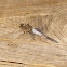White-Tailed Skimmer
