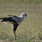 Secretarybird