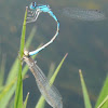 Damselfly