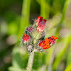 Fox-and-cubs
