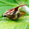 Tube Spittlebug