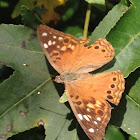 Hackberry Emperor