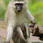 Vervet Monkey